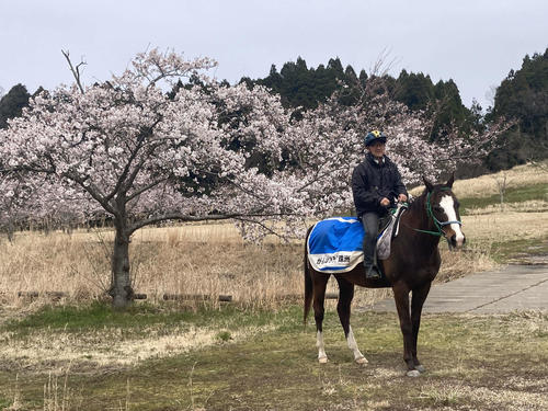 満開の桜と角居元調教師。馬服には「がんばろう！珠洲」と書かれている（角居氏提供）